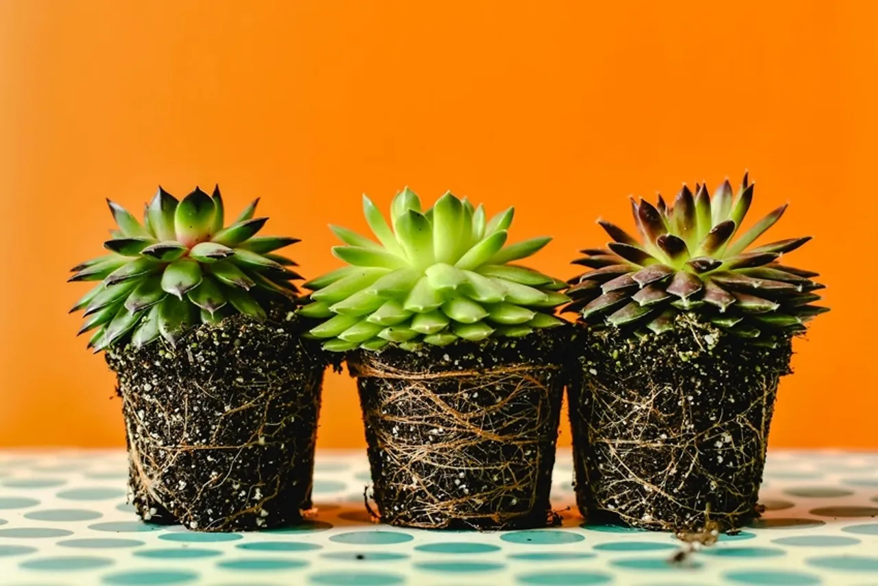 Lucky Plant for home: ঘরে লক্ষ্মী কমল লাগানোর ১০টি অসাধারণ উপকারিতা