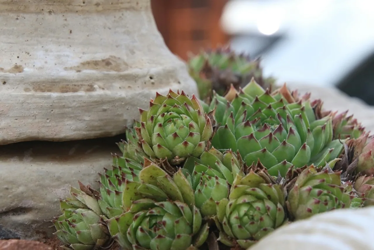 Lucky Plant for home: ঘরে লক্ষ্মী কমল লাগানোর ১০টি অসাধারণ উপকারিতা