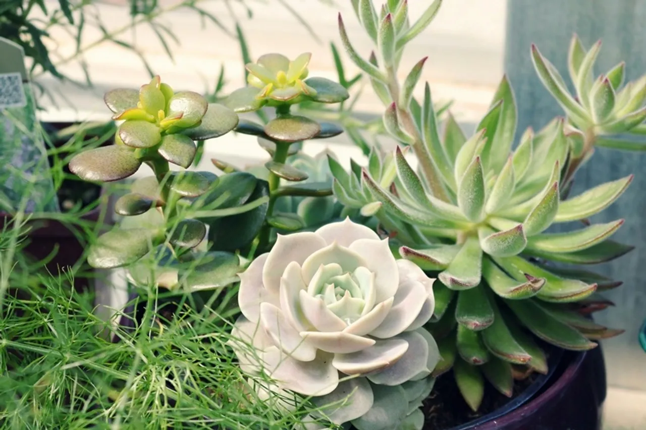 Lucky Plant for home: ঘরে লক্ষ্মী কমল লাগানোর ১০টি অসাধারণ উপকারিতা