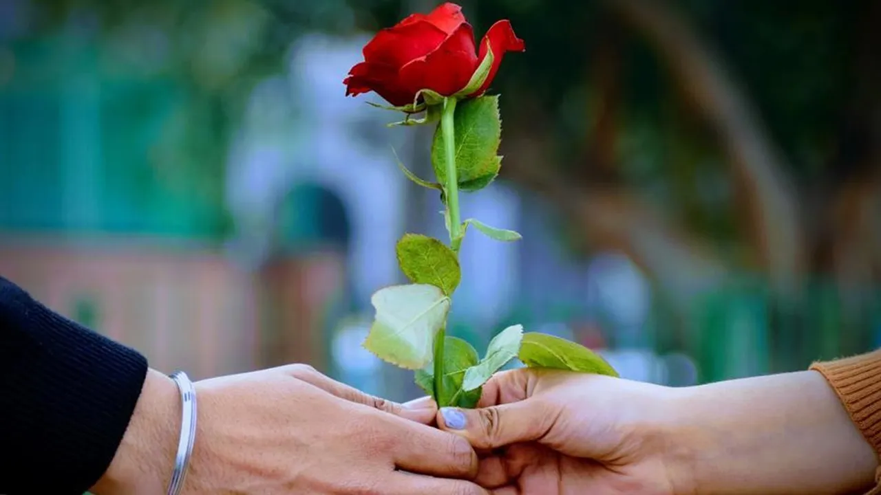 Rose care tips: উপহারে পাওয়া গোলাপ এই সহজ কায়দায় অনেক দিন তাজা রাখতে পারবেন