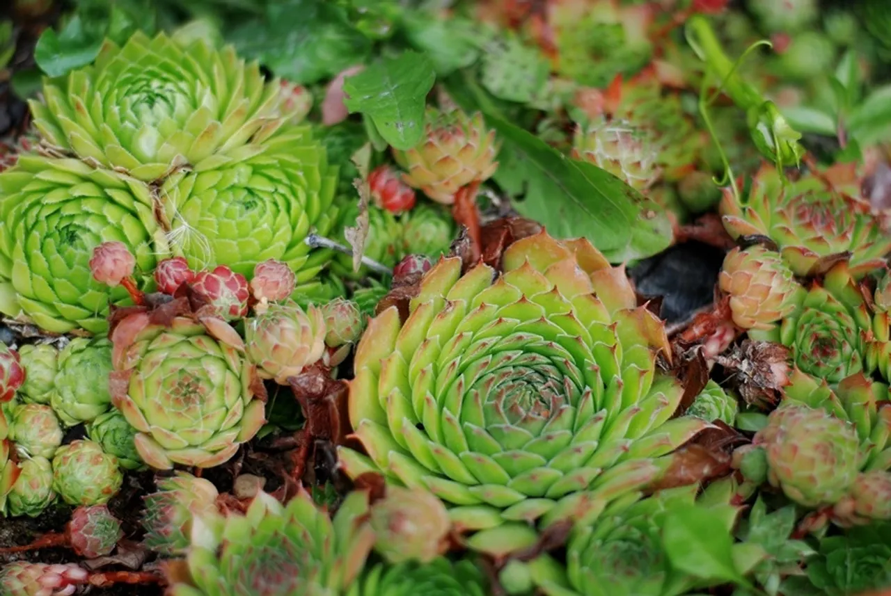 Lucky Plant for home: ঘরে লক্ষ্মী কমল লাগানোর ১০টি অসাধারণ উপকারিতা