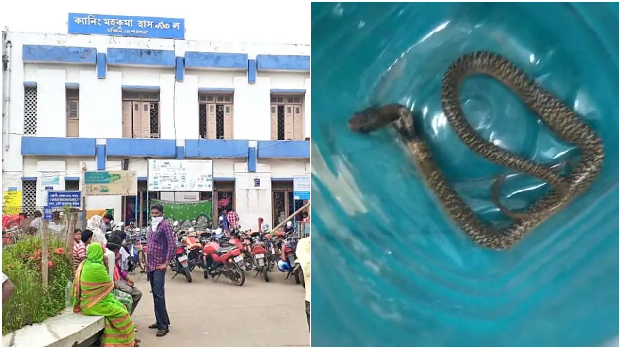 South 24 Parganas News: কেউটে সাপের ছোবল যুবককে