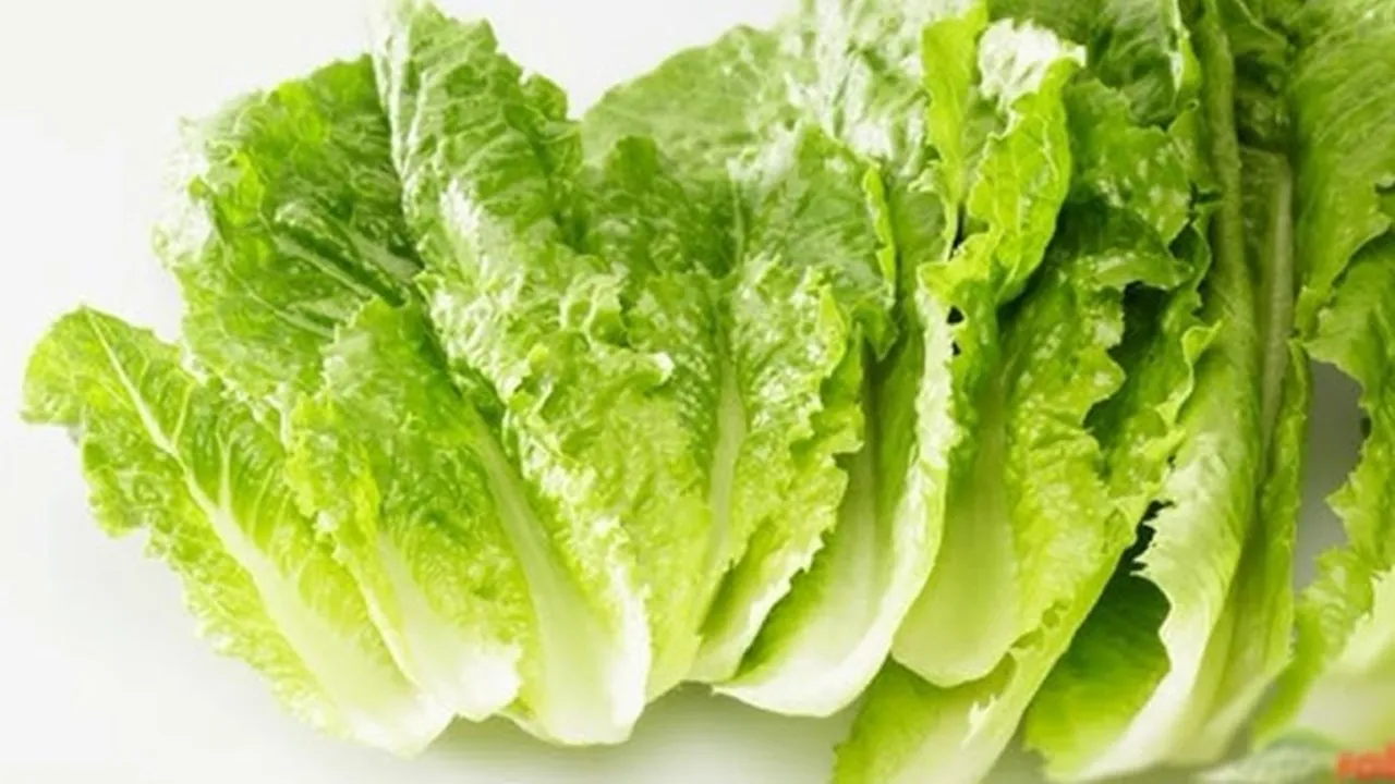 Lettuce Leaves Benefits: লেটুস পাতার উপকারিতা সম্পর্কে জানুন