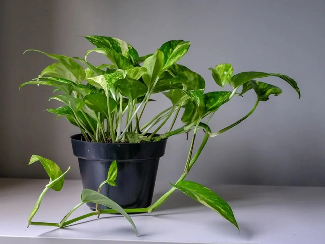 Money Plant Care Tips: মানি প্ল্যান্টের বৃদ্ধি বাড়ির জন্য খুব ভাল বলে মনে করা হয়