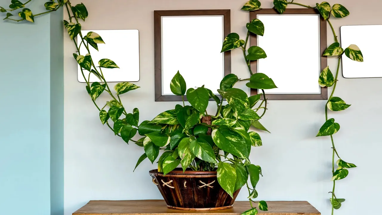 Money Plant Care Tips: মানি প্ল্যান্টের বৃদ্ধি বাড়ির জন্য খুব ভাল বলে মনে করা হয়