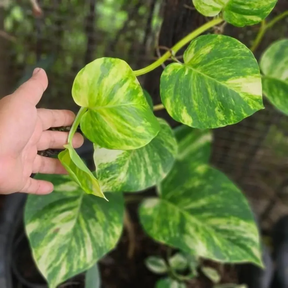 Money Plant Care Tips: মানি প্ল্যান্টের বৃদ্ধি বাড়ির জন্য খুব ভাল বলে মনে করা হয়