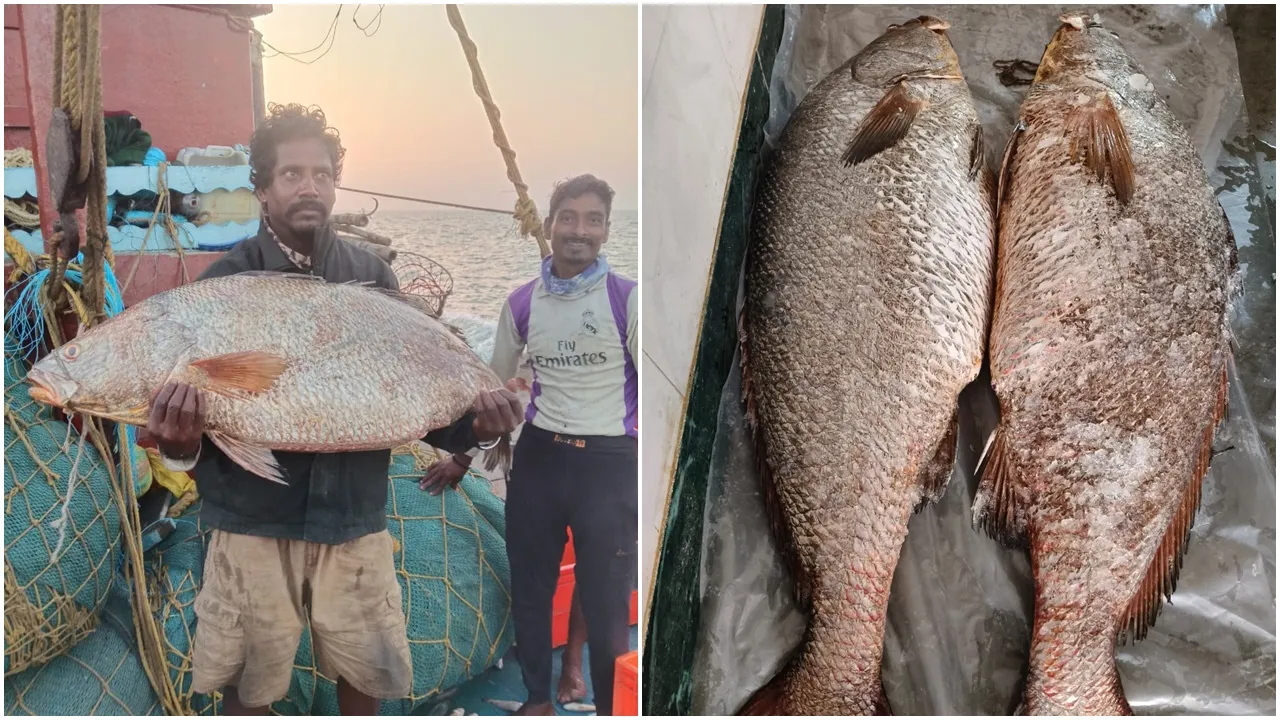Big fish telia bhola caught by the fishermen: জোড়া তেলিয়াভোলা মাছ উঠল মৎস্যজীবীদের জালে