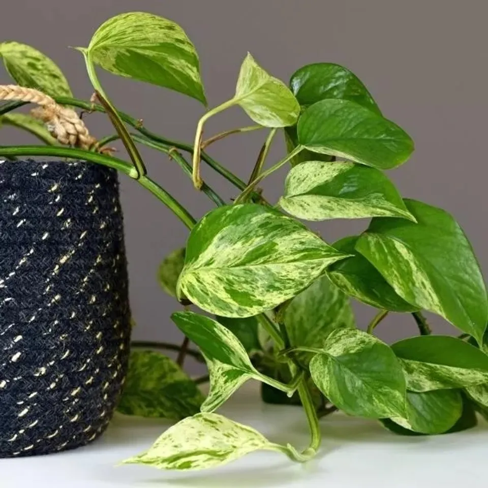 Money Plant Care Tips: মানি প্ল্যান্টের বৃদ্ধি বাড়ির জন্য খুব ভাল বলে মনে করা হয়