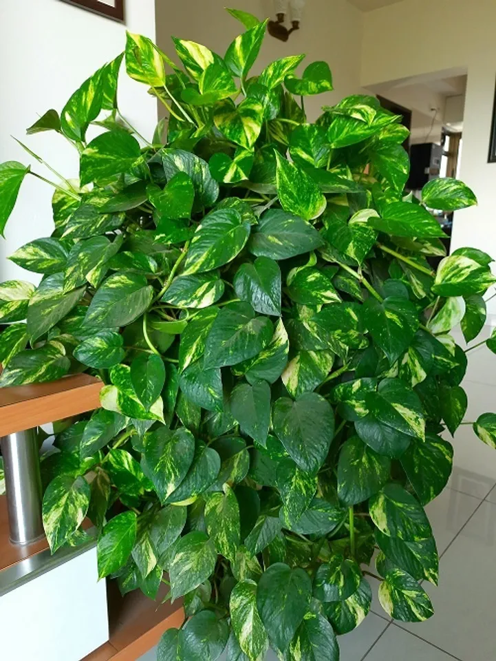 Money Plant Care Tips: মানি প্ল্যান্টের বৃদ্ধি বাড়ির জন্য খুব ভাল বলে মনে করা হয়