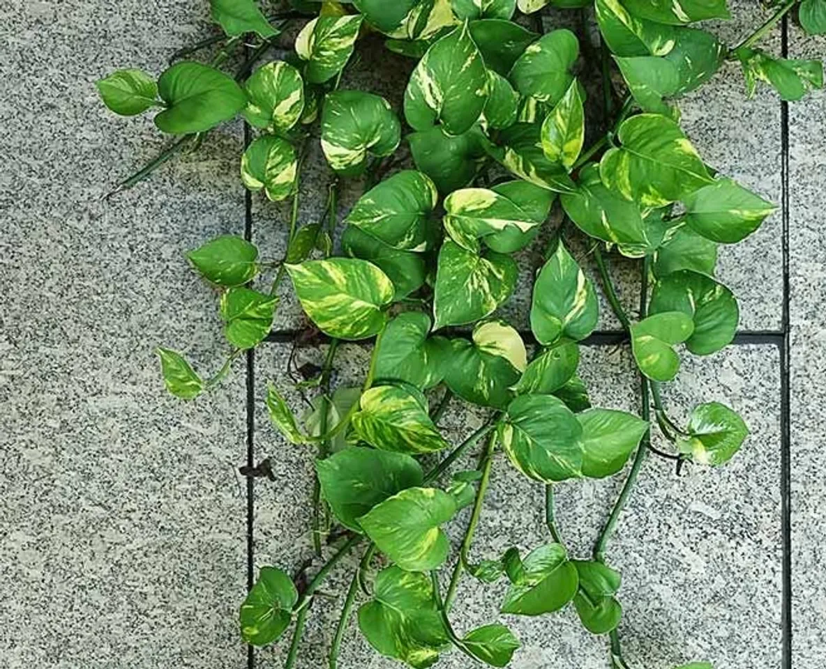 Money Plant Care Tips: মানি প্ল্যান্টের বৃদ্ধি বাড়ির জন্য খুব ভাল বলে মনে করা হয়