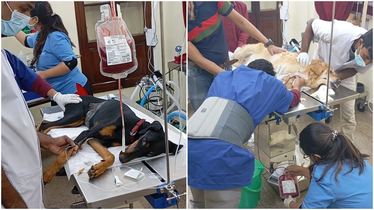 Dog Blood Donation: কুকুরের রক্তদান