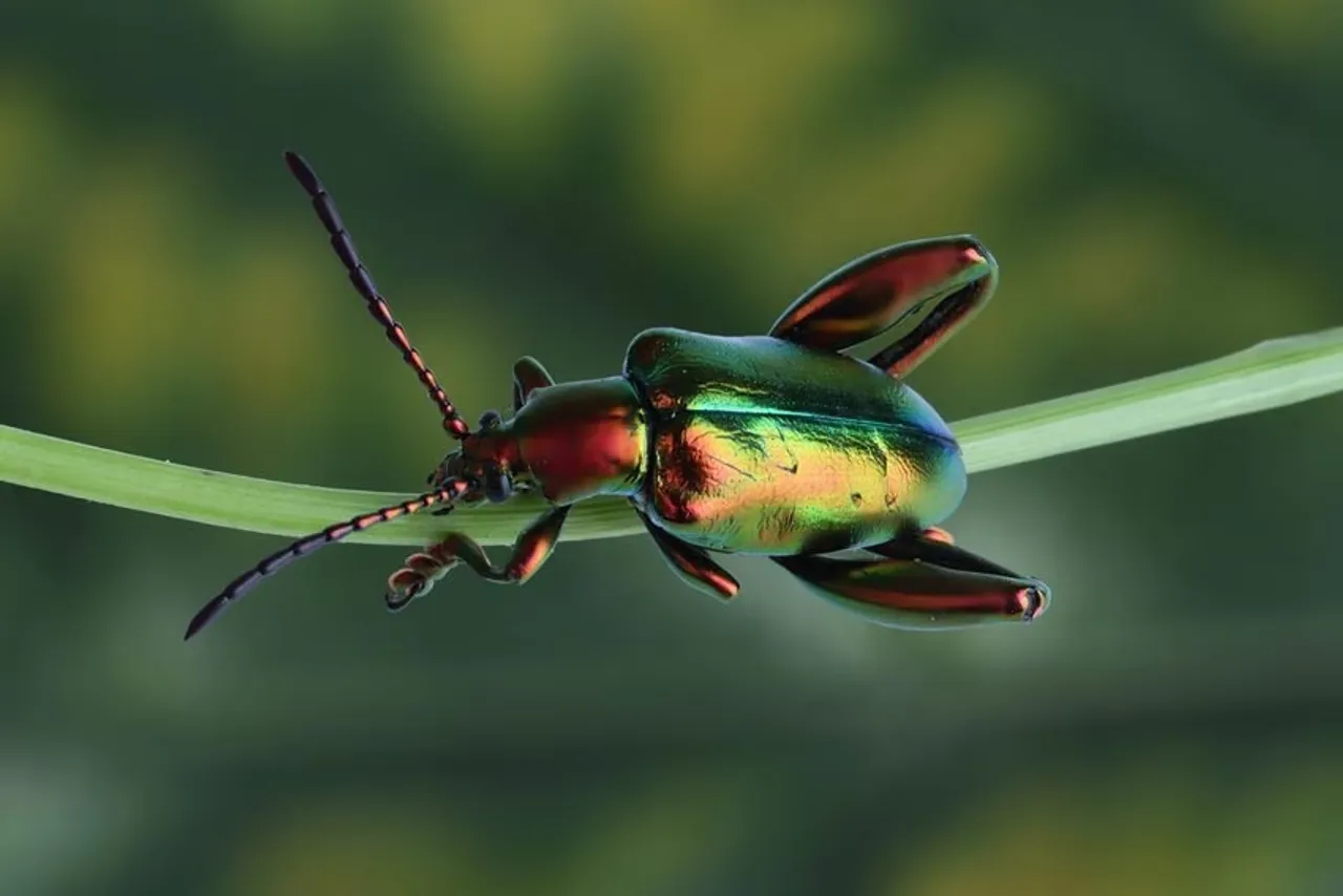 Most Beautiful Insects: এই ১০টি পোকা বিশ্বের সবচেয়ে সুন্দর