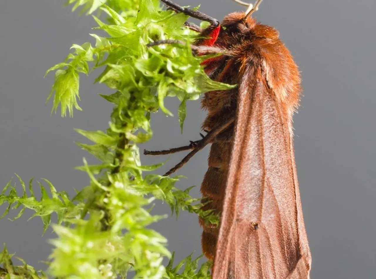 Most Beautiful Insects: এই ১০টি পোকা বিশ্বের সবচেয়ে সুন্দর