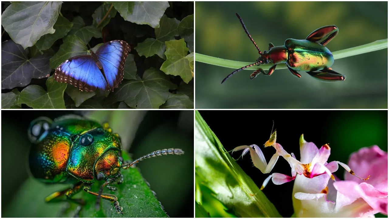 Most Beautiful Insects: এই ১০টি পোকা বিশ্বের সবচেয়ে সুন্দর