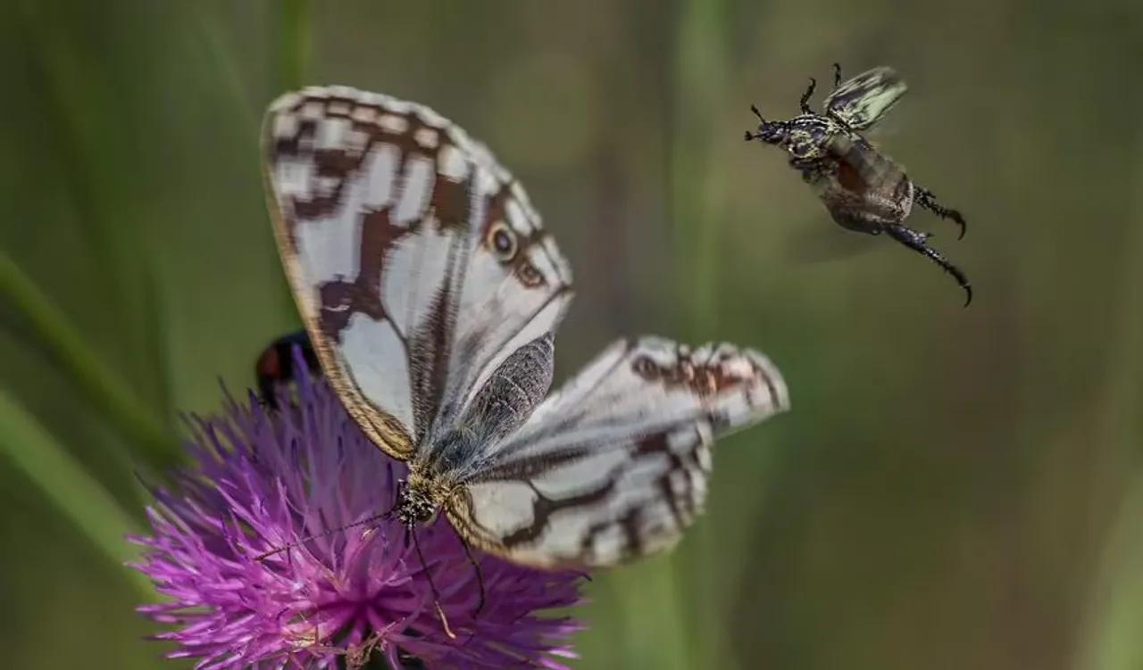 Most Beautiful Insects: এই ১০টি পোকা বিশ্বের সবচেয়ে সুন্দর