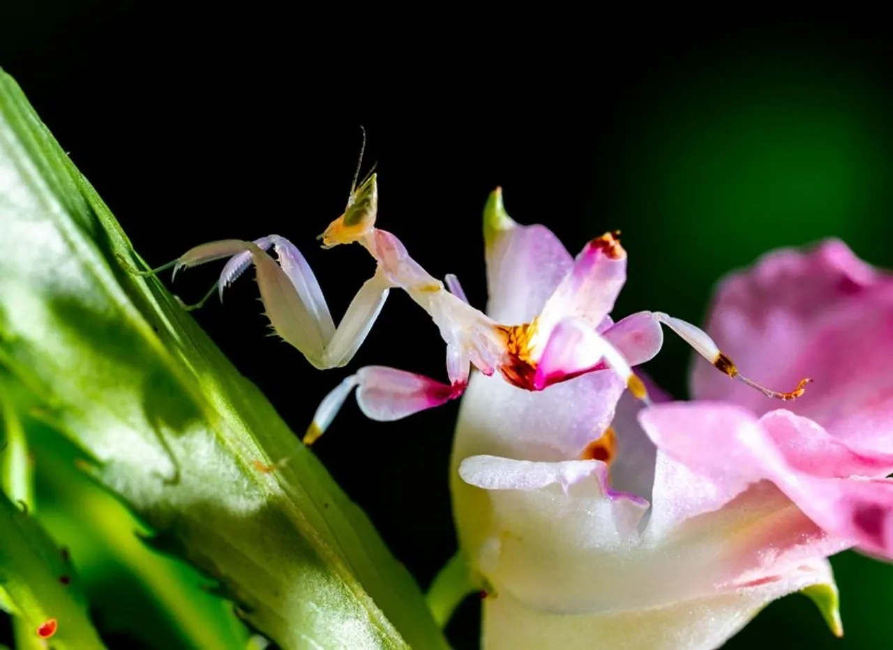 Most Beautiful Insects: এই ১০টি পোকা বিশ্বের সবচেয়ে সুন্দর