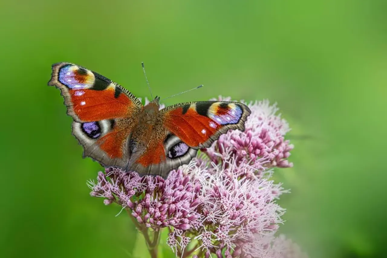Most Beautiful Insects: এই ১০টি পোকা বিশ্বের সবচেয়ে সুন্দর