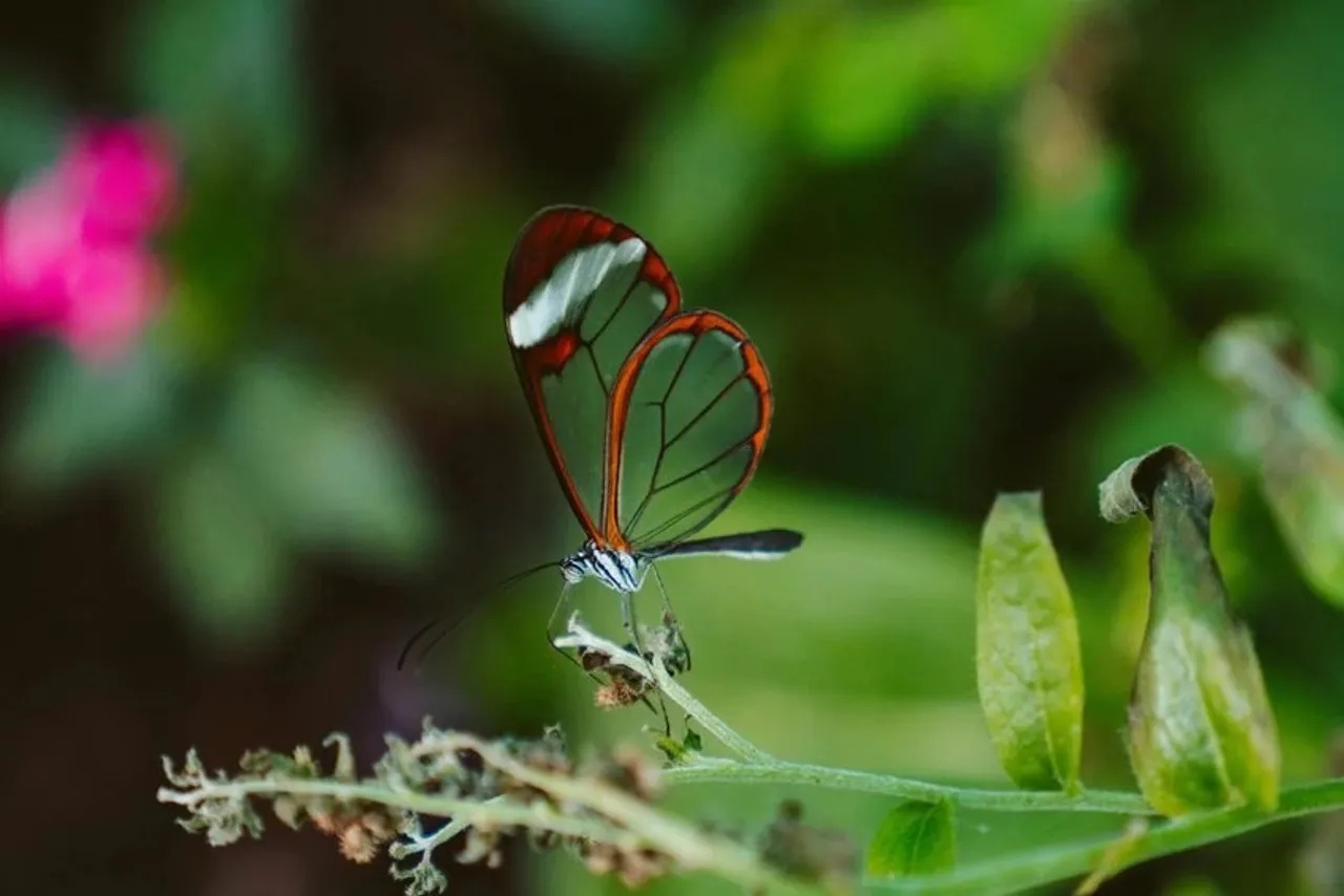 Most Beautiful Insects: এই ১০টি পোকা বিশ্বের সবচেয়ে সুন্দর
