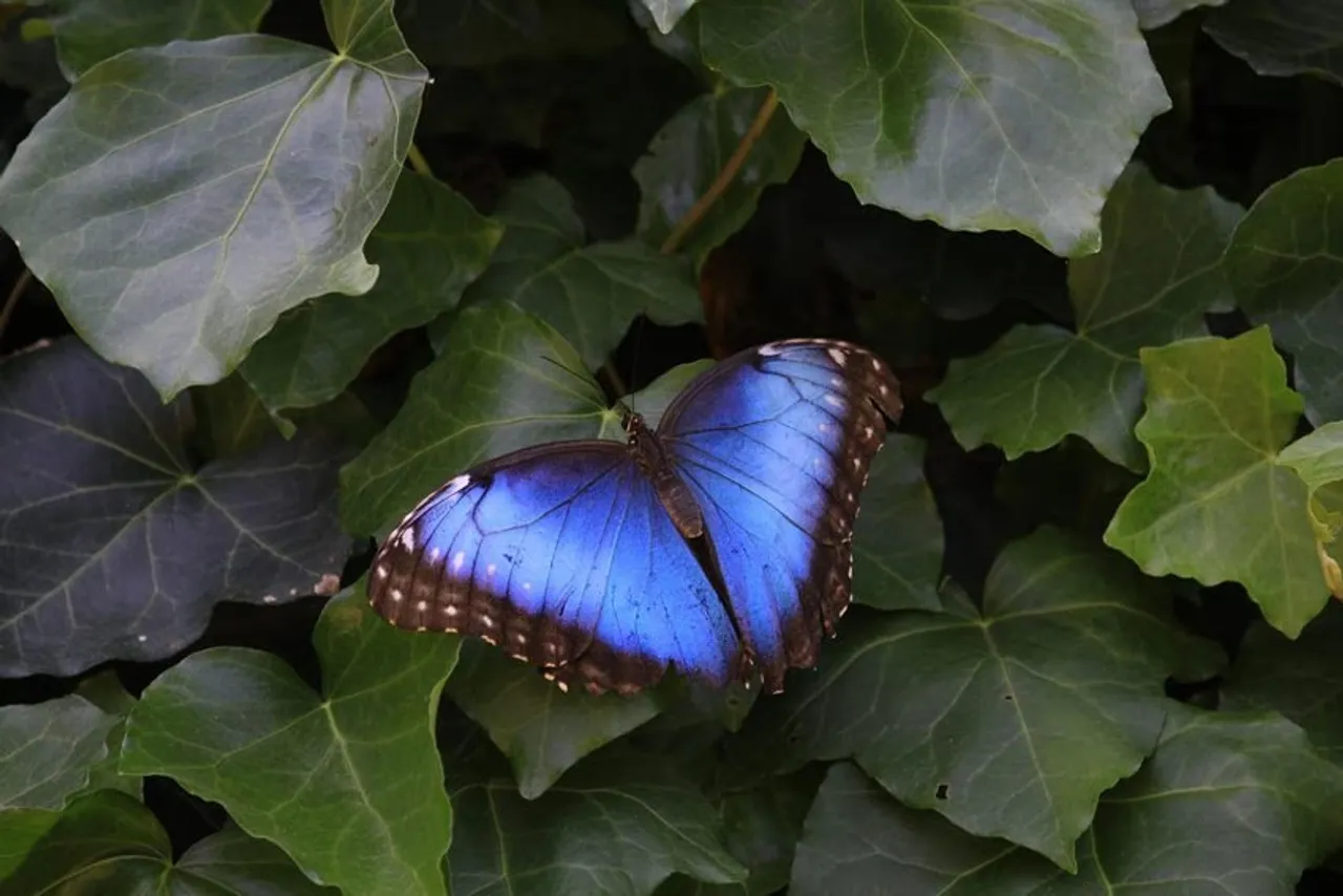 Most Beautiful Insects: এই ১০টি পোকা বিশ্বের সবচেয়ে সুন্দর