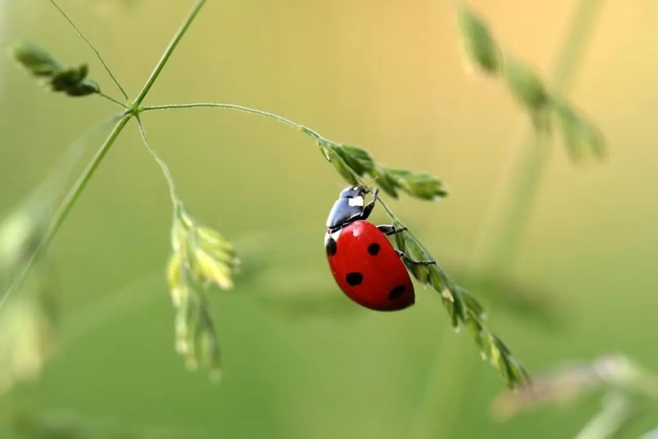 Most Beautiful Insects: এই ১০টি পোকা বিশ্বের সবচেয়ে সুন্দর