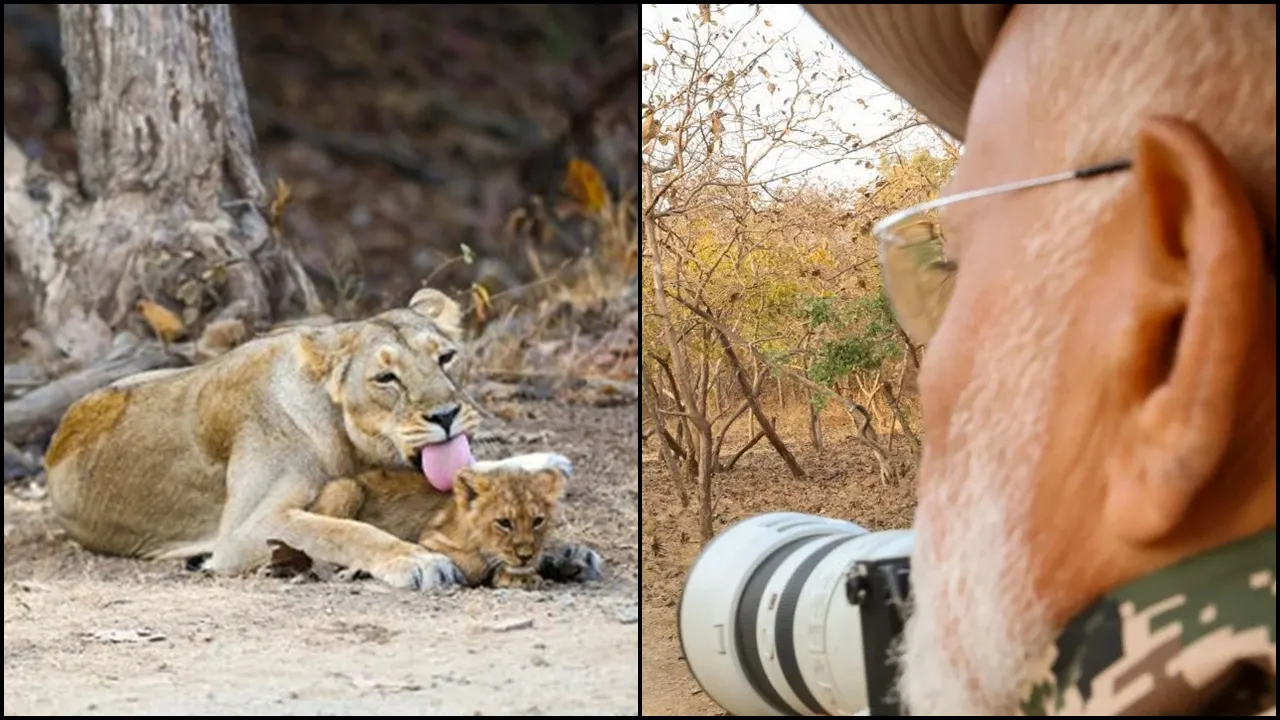 Let's Safeguard Wildlife For Future Generations: PM Modi