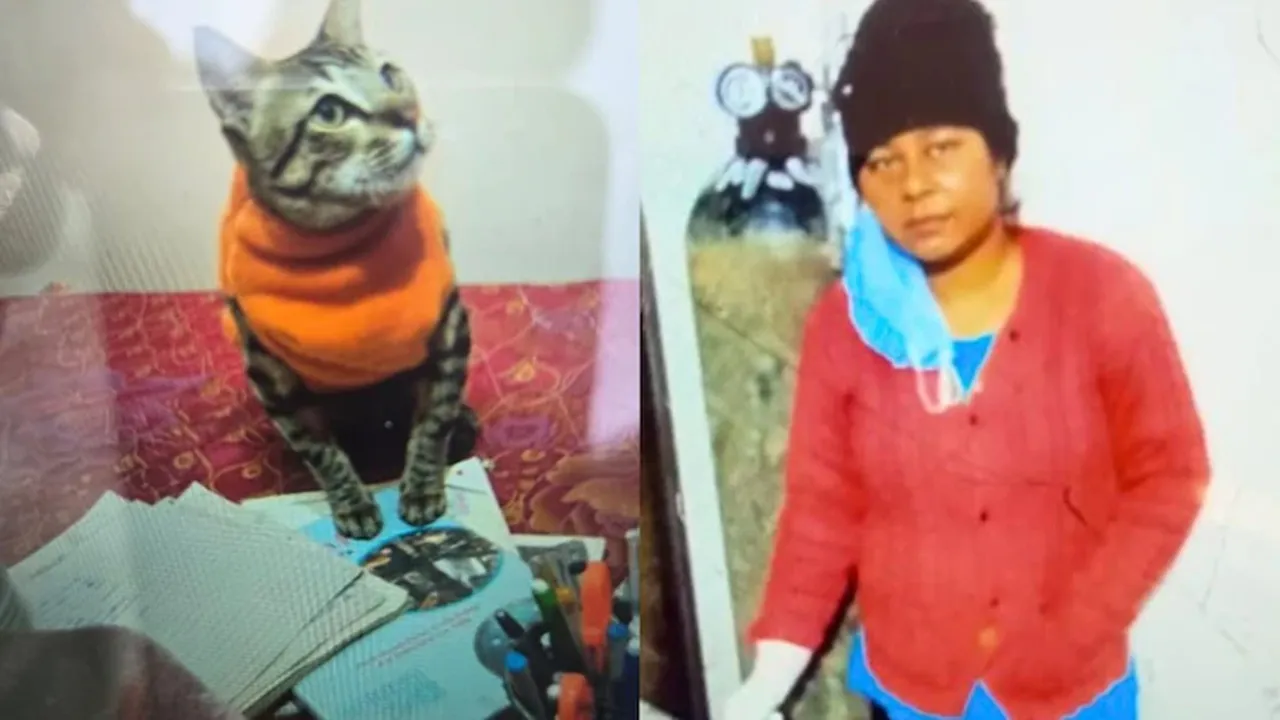 up woman dies by suicide after pet cats death story goes viral 