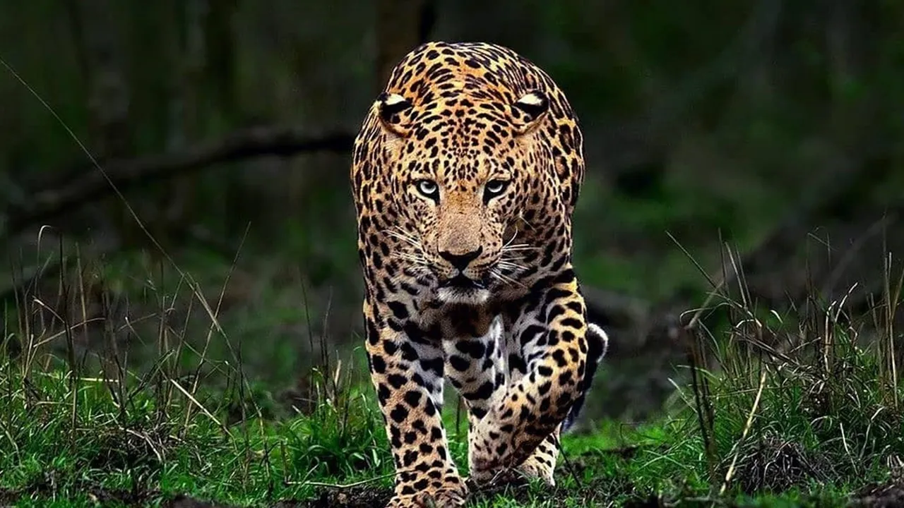 Leopard escapes from Jaldapara sanctuary takes shelter in a house: জলদাপাড়া অভয়ারণ্য থেকে বেরিয়ে গৃহস্থ বাড়িতে চিতাবাঘ