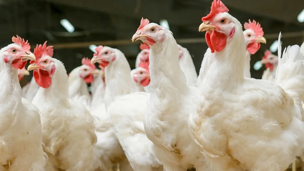 West Bengal has stopped importing chicken meat and eggs from Odisha due to bird flu scare, ওড়িশা, বার্ড ফ্লু, মুরগি, ডিম