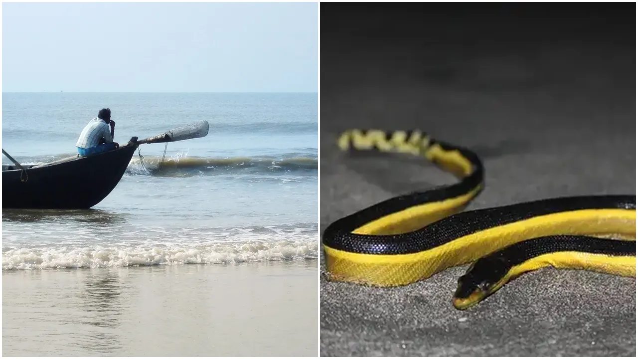 Yellow-bellied sea snake found at mousuni island, মৌসুনী দ্বীপ, ইয়েলো বেলি সাপ