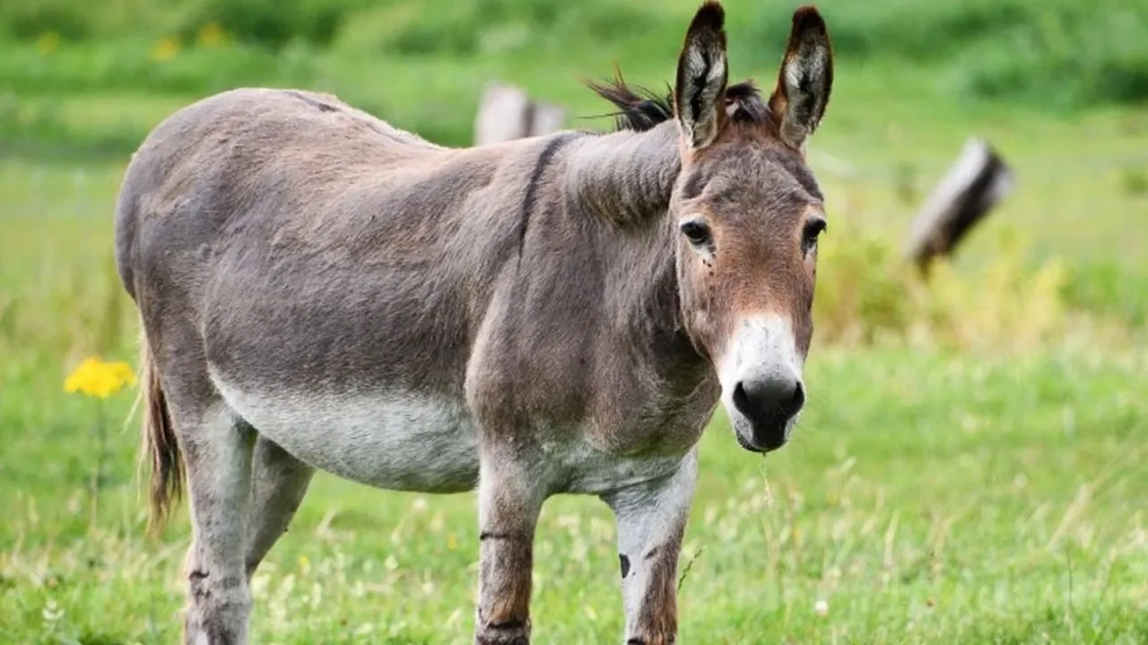 Why are Foolish people called donkeys, know the facts,বোকাদের কেন গাধা বলা হয়
