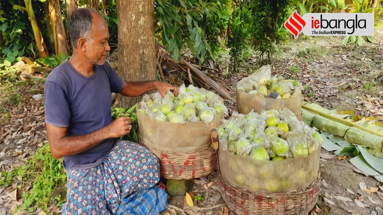 Guava is pride of Baruipur, more than ten thousand family is financially depends on Guava farming