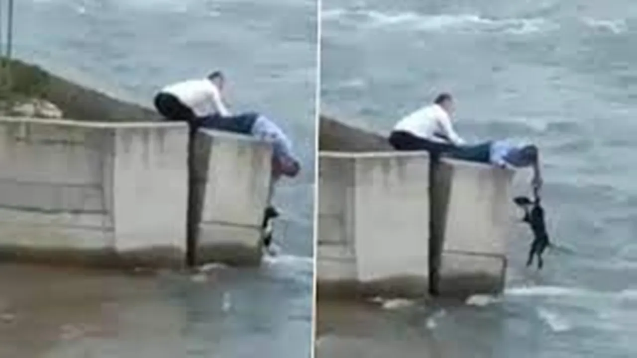 Rescue Dog Stuck In Overflowing River