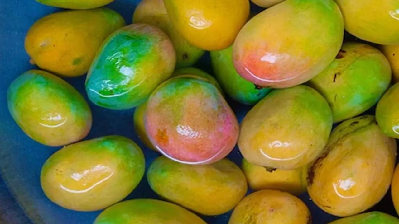 আম, ফলের রাজা আম, mango soak in water