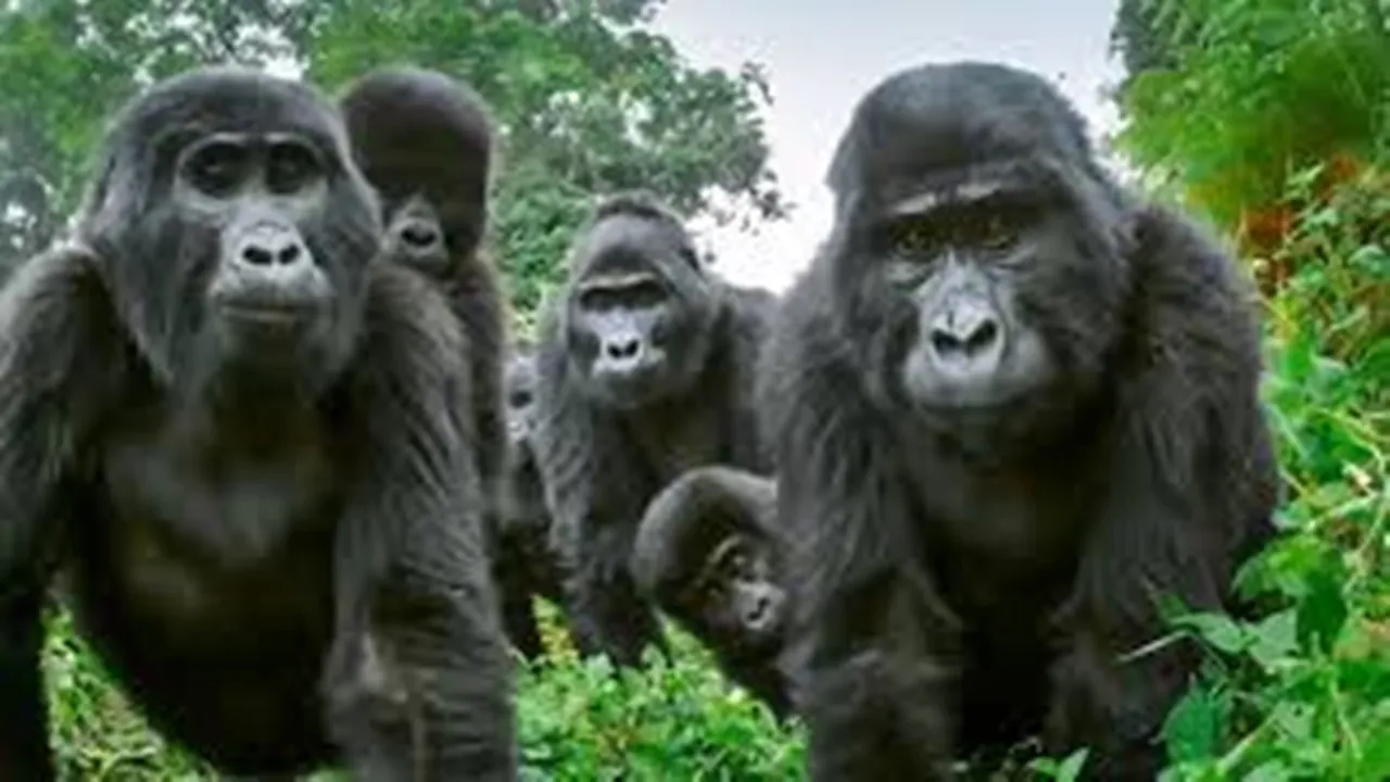 gorilla, cycle, bicycle, viral, video, laugh, out, loud, hilarious, throws, it, away, falls