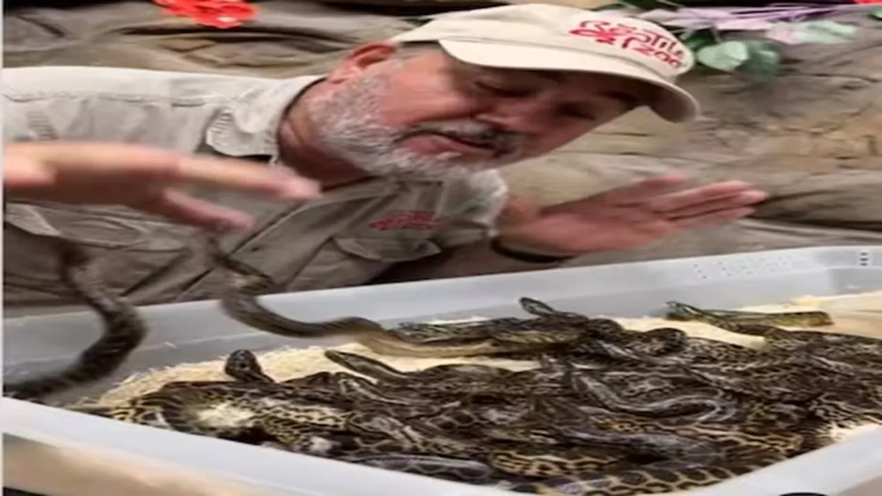 Anaconda, viral
