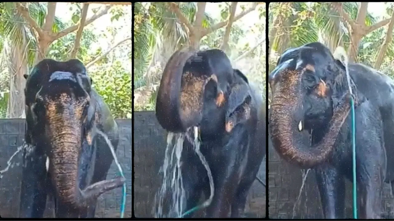 Elephant, elephant bath, elephant self bath, sushant nanda, Viral video, trening video, Social Media