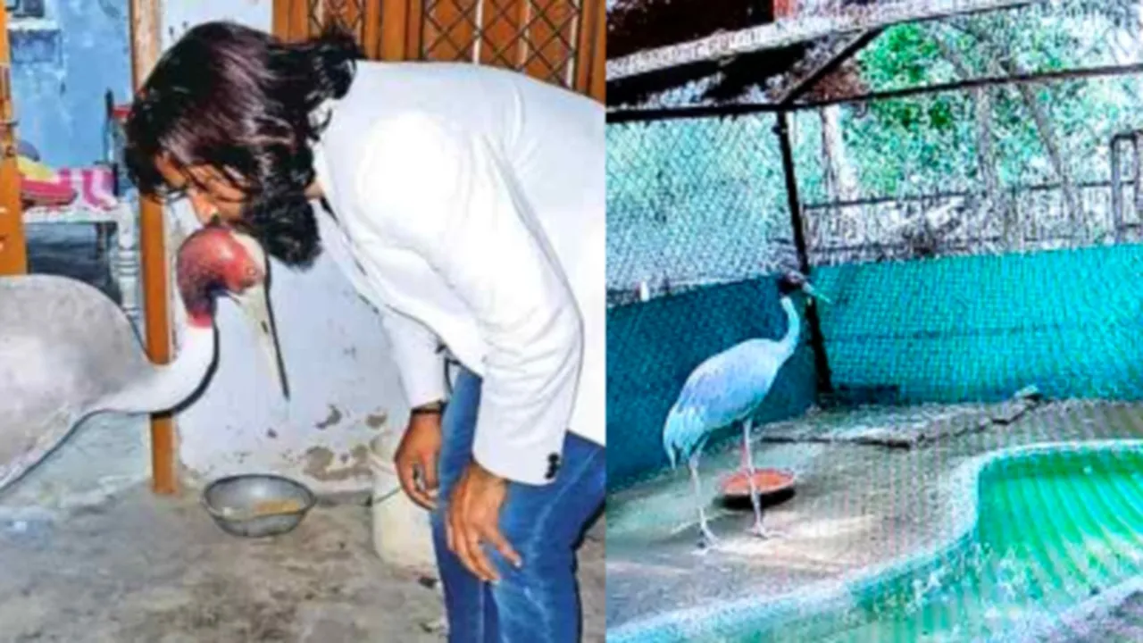 "Sarus crane UP, Uttar Pradesh Sarus story, Saras crane UP zoo, Mohammed Arif Saras, trapped Saras UP, Indian Express news