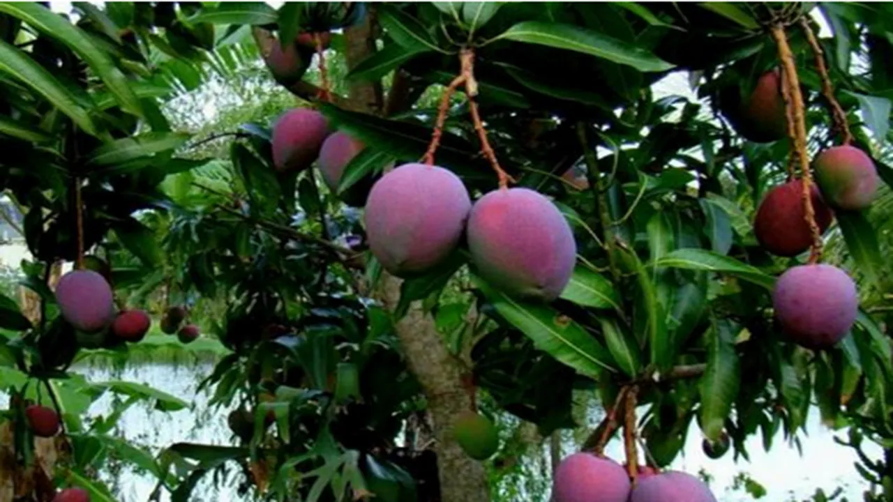 World’s most expensive mango ‘Miyazaki’ showcased in Mango festival siliguri