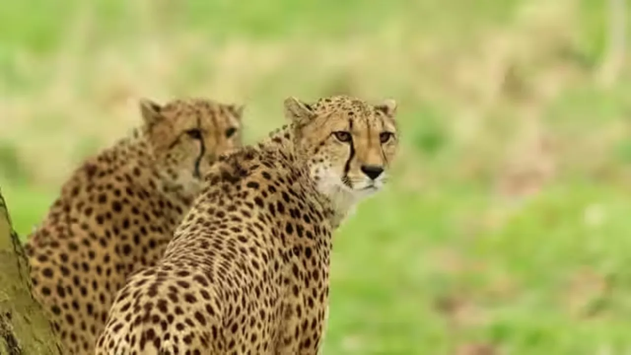 Kuno National Park, Eighth cheetah dies, Kuno National Park, Kuno National Park news, cheetah, madhya pradesh, Palpur East Forest Range, forest, forest officials, cheetah dies, Indian express