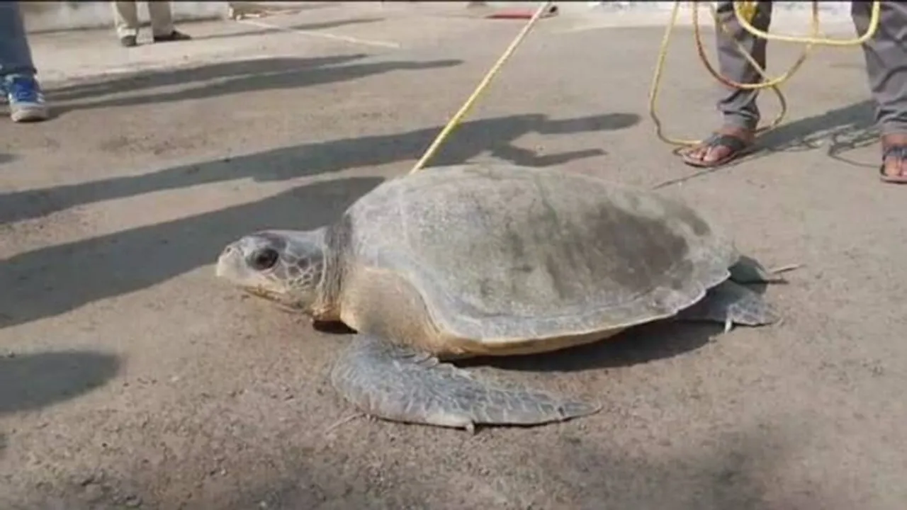 large size turtle was recovered from Kultali river in a fishermans net