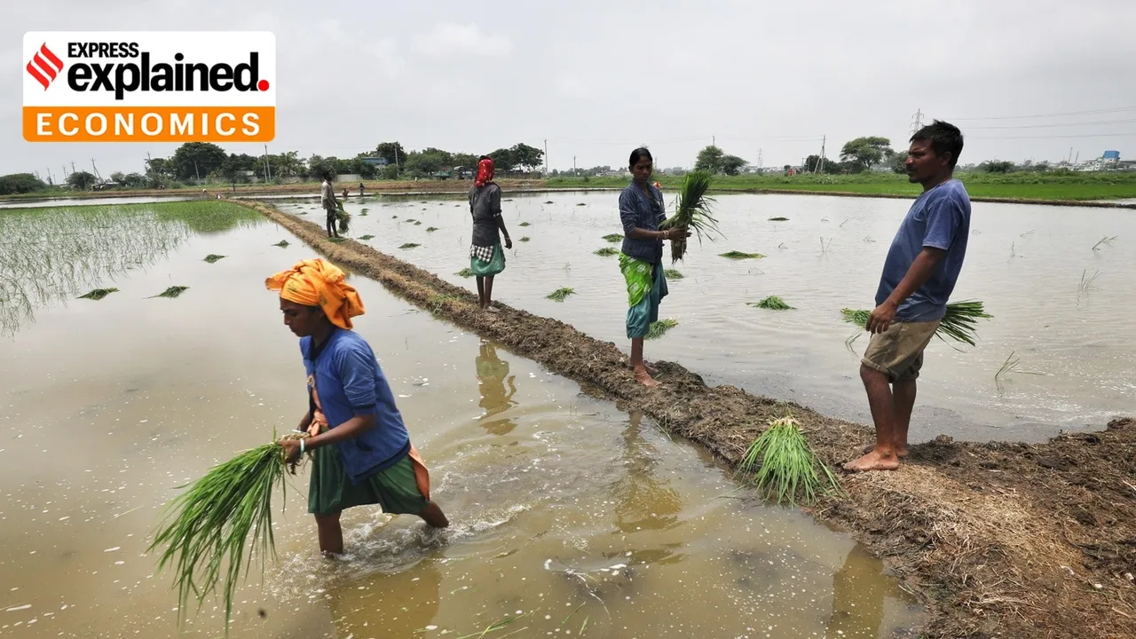 Workers transplanting paddy crop seedlings at a farm in the outskirts of Ahmedabad.