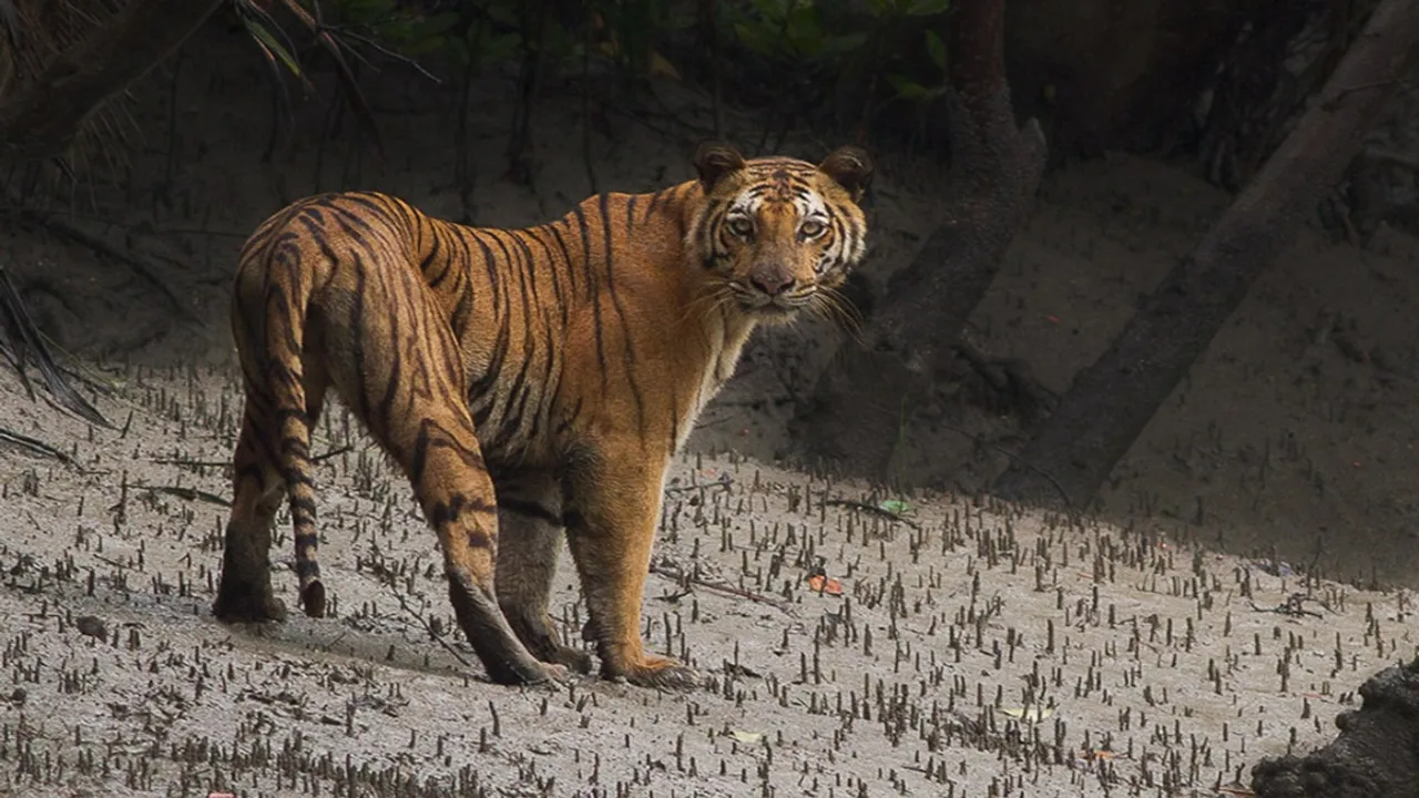 Tourists saw a tiger while traveling in the Sundarbans