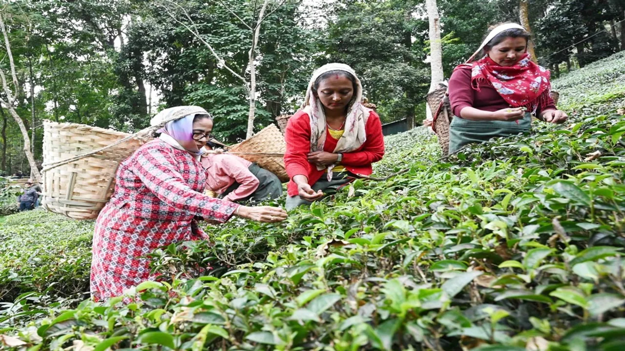 mamata banerjee plucking tea leaves at makaibari tea garden kurseong , মকাইবাড়ি চা বাগানে চা-পাতা তুলছেন মুখ্যমন্ত্রী মমতা ব্যানার্জী