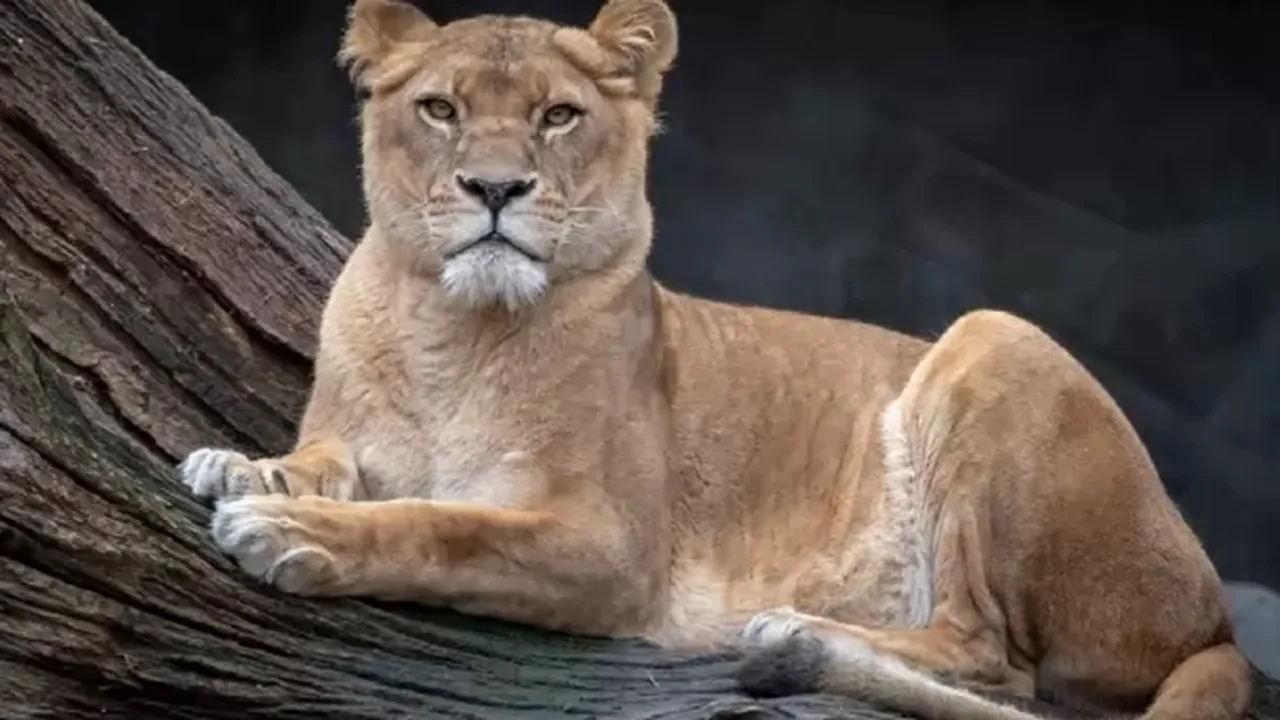 Bengal Safari Park Siliguri Lioness sita VHP Calcutta High Court , বেঙ্গল সাফারি পার্ক শিলিগুড়ি সিমহী সীতা বিশ্ব হিন্দু পরিষদ কলকাতা হাইকোর্ট