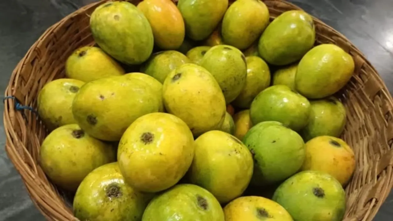 Goas most popular mankurad mangoes going for Rs 5 thousands a dozen , মানকুরাদ আম গোয়া