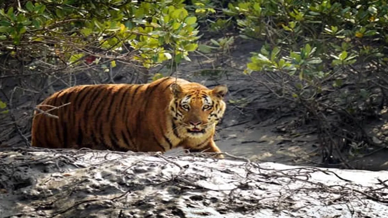 Fisherman dies in Sundarbans tiger attack