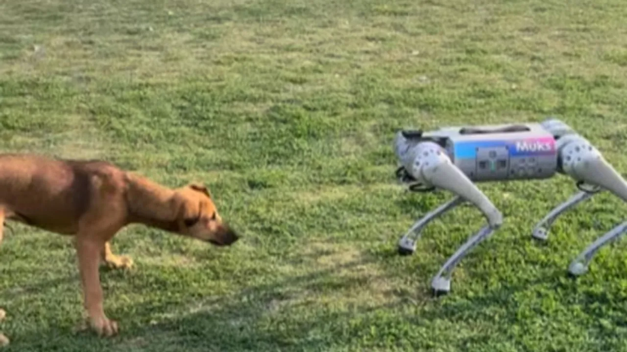 iit kanpur"," iit kanpur techkriti"," education news"," Viral video"," Robot dog interacts with stray dog