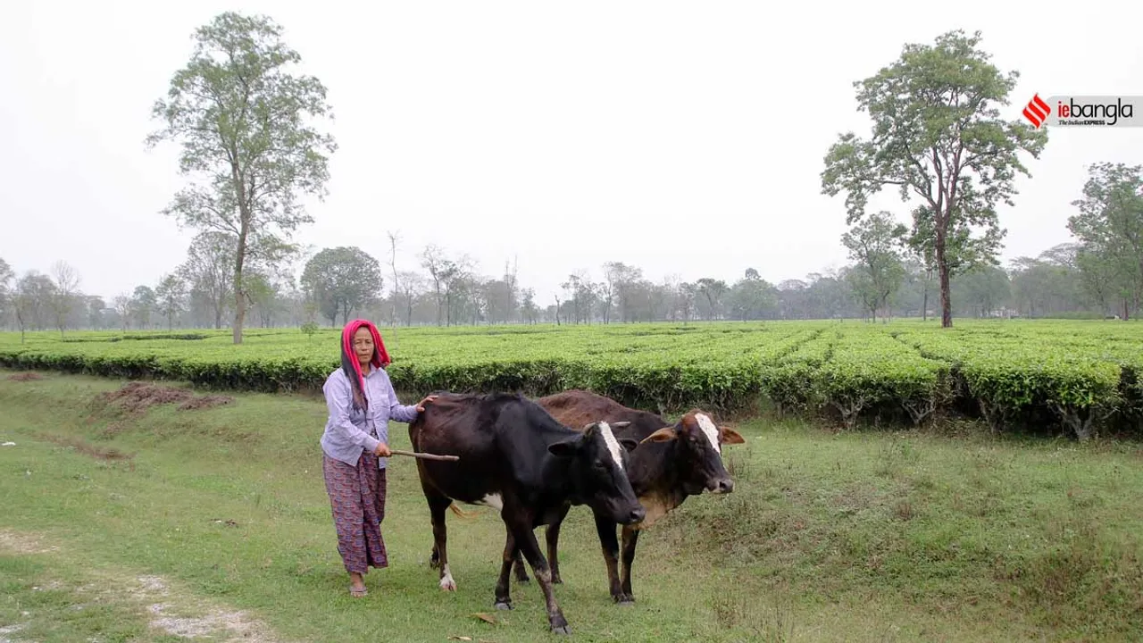 Many tea garden workers in west Bengal are still deprived of fair wages and benefits