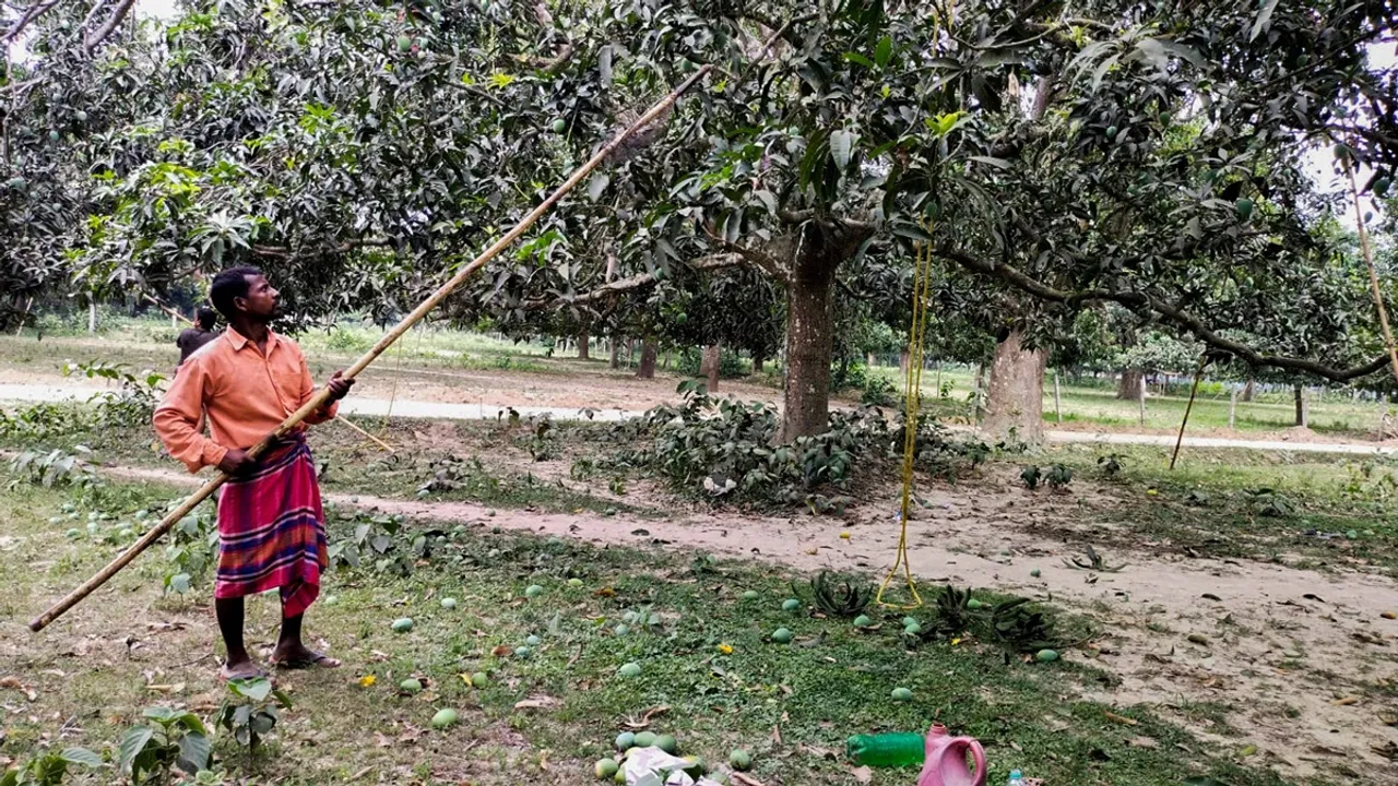 Mango, Malda, আম, মালদা