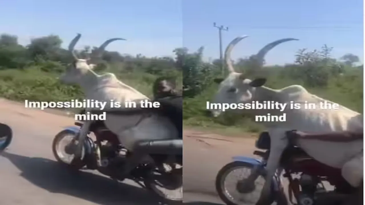 unny videos,funny clips,viral videos,viral clips,trending videos,trending clips,social media,animal viral video,cow bike viral video